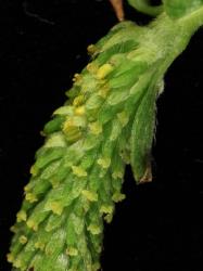 Salix ×pendulina f. salamonii. Catkin with predominantly female flowers.
 Image: D. Glenny © Landcare Research 2020 CC BY 4.0